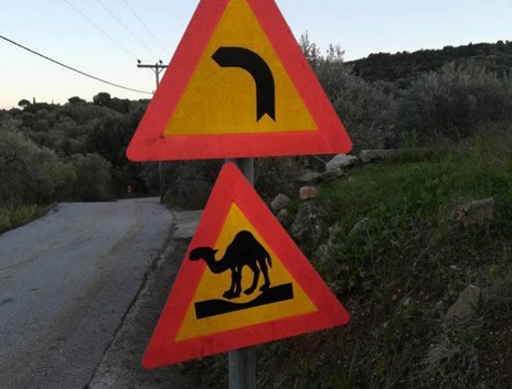 ΠΗΛΙΟ: Καμήλες και καγκουρώ από το ...πουθενά