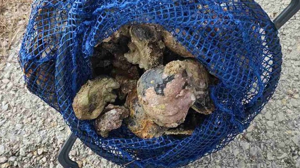 ΑΓΙΟΣ ΑΝΔΡΕΑΣ ΒΑΣΙΛΙΚΟΥ: Ερασιτέχνης ψάρευε όστρακα παράνομα - Εντοπίστηκε από το Λιμεναρχείο Χαλκίδας