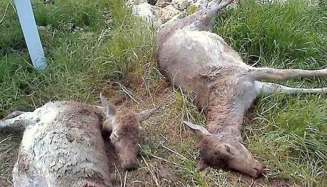 Σκότωσε δύο ελάφια σε αγρόκτημα 32χρονος