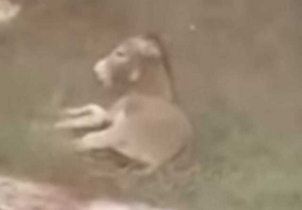 Στον ανακριτή ο αντιδήμαρχος που κακοποίησε το άτυχο γαϊδουράκι