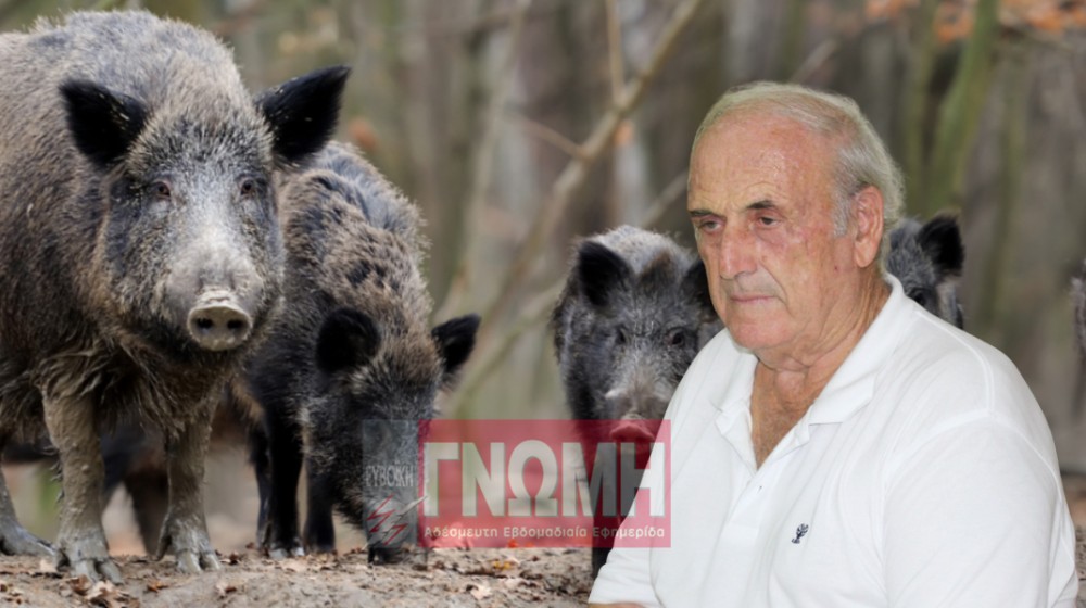 ΔΡΟΜΟΣ ΨΑΧΝΑ - ΠΟΛΙΤΙΚΑ: Συνεχίζεται ο εφιάλτης με τα αγριογούρουνα