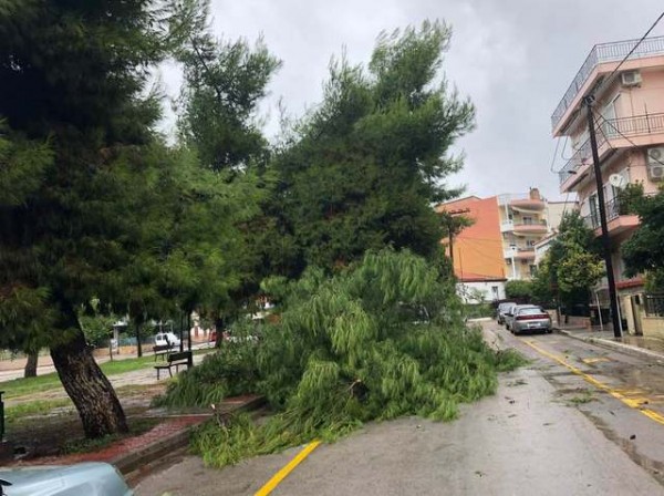 ΖΟΡΜΠΑΣ ΑΡΤΑΚΗ: Έπεσε πεύκο στη μέση του δρόμου από το δυνατό αέρα