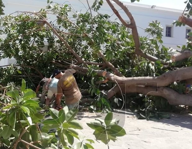 Πανικός στην Πάρο: Δέντρο έπεσε στην είσοδο της Εκατονταπυλιανής και τραυμάτισε άνθρωπο