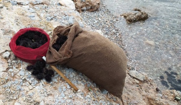 ΔΡΟΣΙΑ ΧΑΛΚΙΔΑΣ: Ψάρευε παράνομα αχινούς 30χρονος Έλληνας (φωτό)