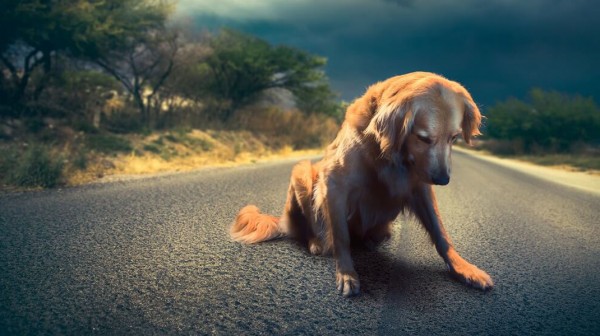 Καμπάνα 30.000 ευρώ σε 28χρονο οδηγό που χτύπησε επίτηδες σκύλο με το όχημά του