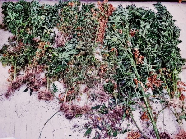 ΦΩΚΙΔΑ: Εντοπίστηκε φυτεία με 73 δενδρύλλια κάνναβης