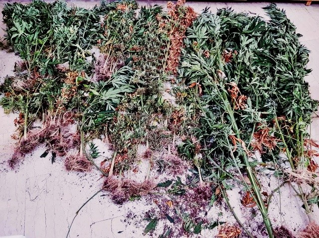 ΦΩΚΙΔΑ: Εντοπίστηκε φυτεία με 73 δενδρύλλια κάνναβης