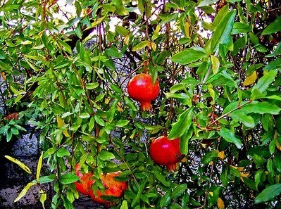 Ημερίδα για τους αγρότες στη Χαλκίδα