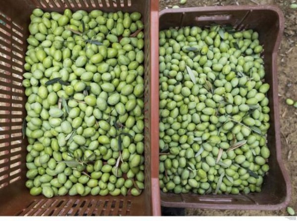 Μάζευαν ελιές από ξένα χωράφια