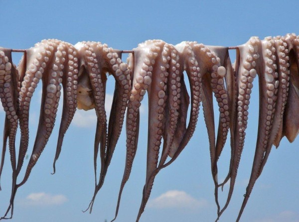 ΣΚΟΡΠΟΝΕΡΙΑ: Τρία άτομα ψάρεψαν παράνομα χταπόδια και τελικά πήγαν για καλό σκοπό