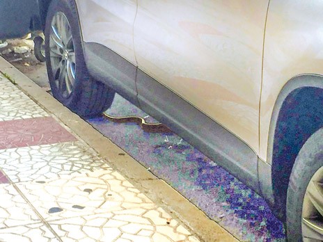 ΧΑΛΚΙΔΑ: Φίδι εμφανίστηκε στην οδό Μιαούλη !