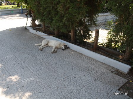 Δουλεύει σαν το σκυλί