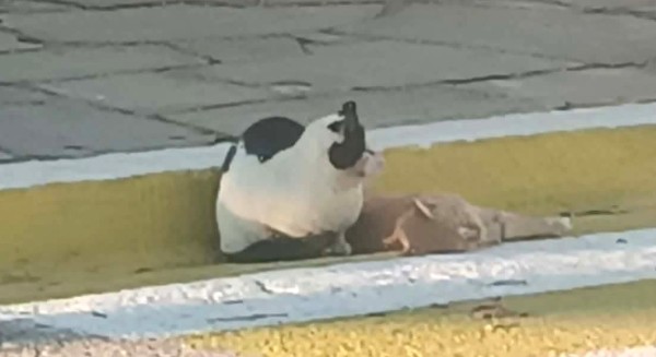 ΚΑΡΥΣΤΟΣ: Συγκλονιστική φωτογραφία αποδεικνύει ότι και τα ζώα θρηνούν