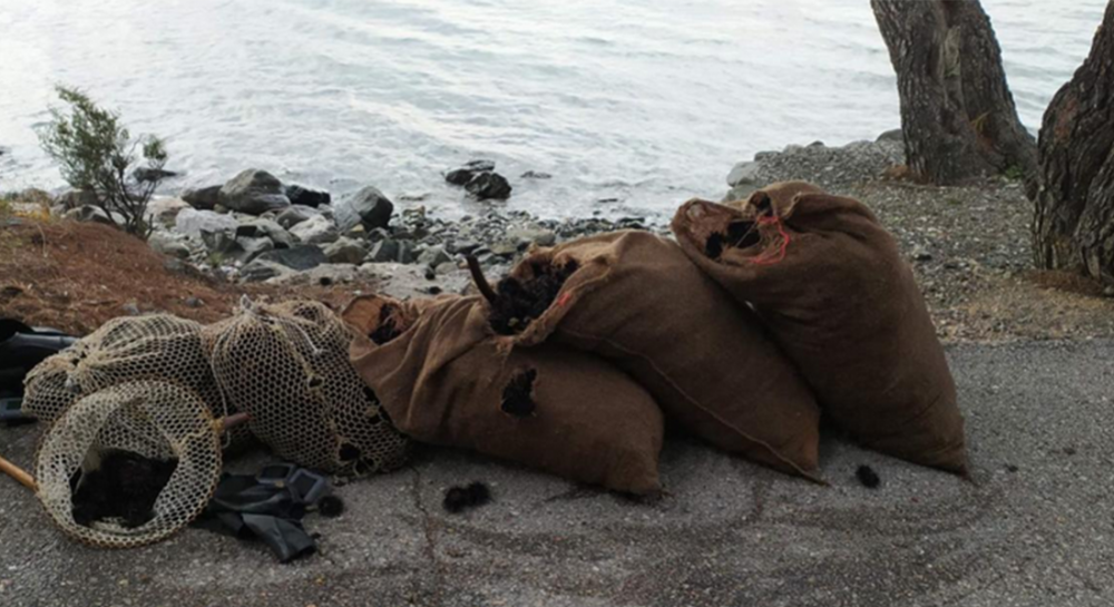 ΔΑΦΝΗ-ΠΟΛΙΤΙΚΑ: Δύο ερασιτέχνες αλιείς ψάρεψαν παράνομα 2.500 αχινούς!