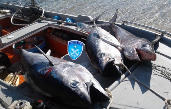 ΚΥΜΗ: Κατασχέθηκαν δύο τόνοι και ένας ξιφίας βάρους 100 κιλών