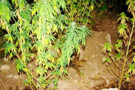 Σοκ στη Χαλκίδα: Ενας 19χρονος καλλιεργούσε δενδρύλλια χασίς