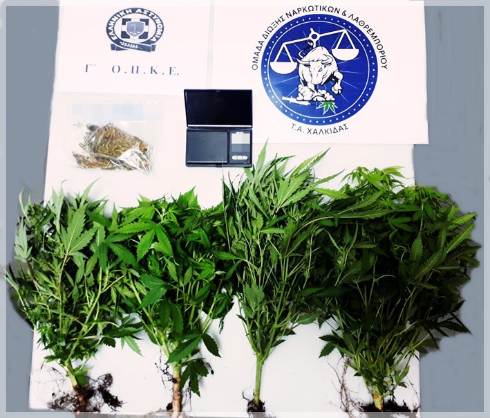 ΙΣΤΙΑΙΑ: Σύλληψη για καλλιέργεια χασίς