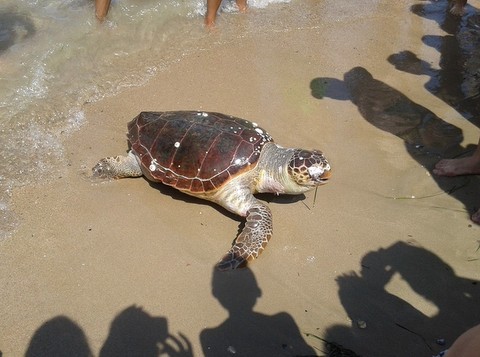 Νεκρή χελώνα σε πλαζ της Δροσιάς