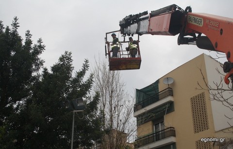 Κλαδεύουν ψηλά δένδρα στο Δήμο Χαλκιδέων