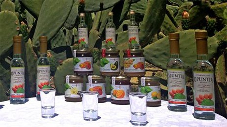 Κρητική τεκίλα από φραγκόσυκα