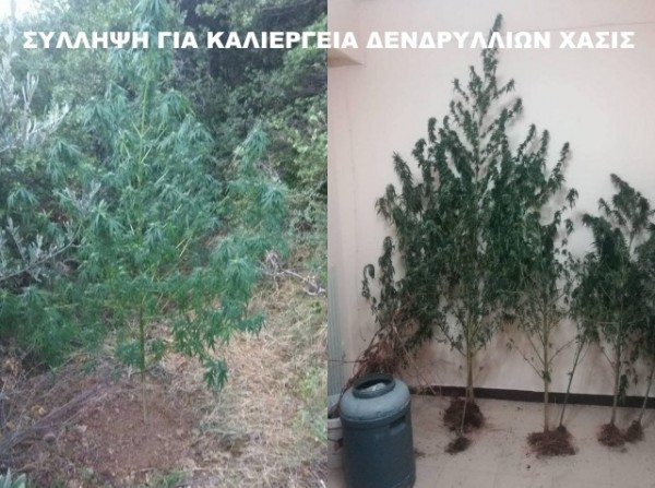 Καλλιεργούσε δενδρύλλια κάνναβης σε δασική περιοχή 42χρονος