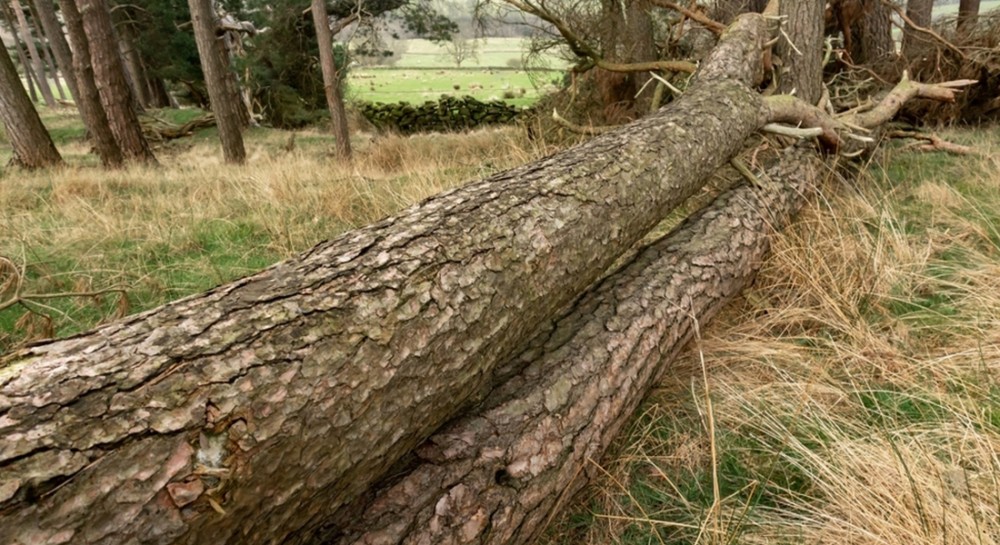 ΚΟΤΣΙΚΙΑΣ ΑΓΙΑ ΑΝΝΑ: Ρετσινάς καταπλακώθηκε από δέντρο