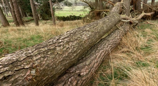 ΚΟΤΣΙΚΙΑΣ ΑΓΙΑ ΑΝΝΑ: Ρετσινάς καταπλακώθηκε από δέντρο
