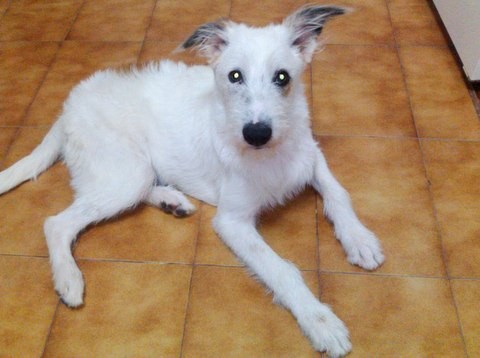 Χάθηκε αυτό το όμορφο σκυλάκι και το ψάχνει η Ελένη