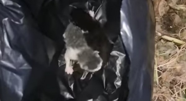 ΔΡΟΣΙΑ ΧΑΛΚΙΔΑΣ: Πέταξαν γατάκια στα σκουπίδια