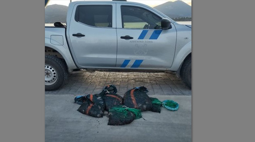 ΛΟΥΚΙΣΙΑ ΧΑΛΚΙΔΑΣ: Δύο ερασιτέχνες ψάρεψαν παράνομα 1000 κομμάτια αγγούρια της θάλασσας (φωτό)