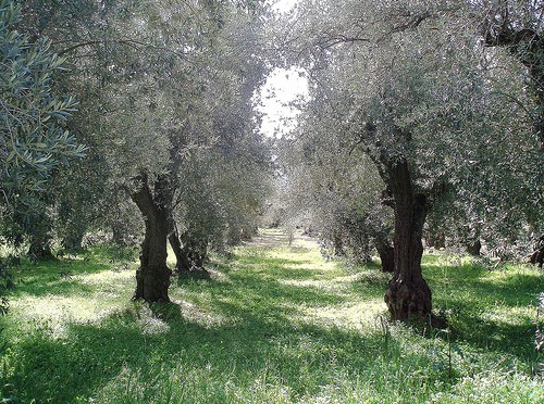 Ξέφραγο αμπέλι ο ελαιώνας Αμφισσας