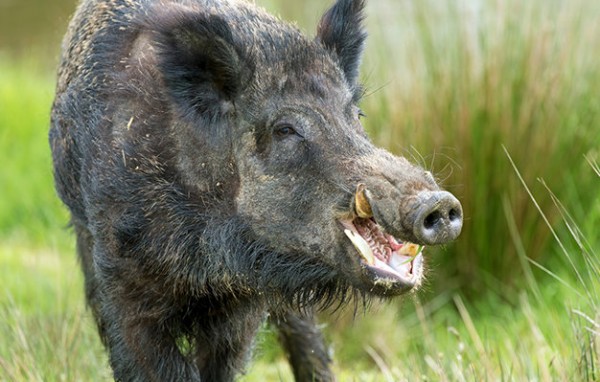 Λαχτάρα για 28χρονο κυνηγό σε κυνήγι αγριογούρουνου στη Στερεά Ελλάδα