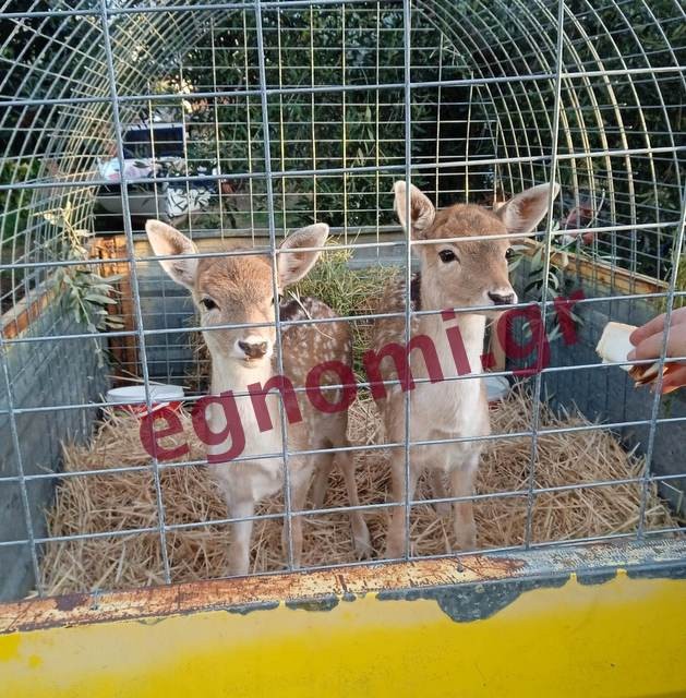 ΕΡΕΤΡΙΑ: Πανελλαδικός χαμός για τα ελαφάκια (VIDEO)