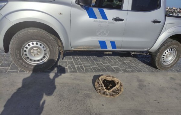 ΓΛΥΦΑ ΧΑΛΚΙΔΑΣ: Ψάρευε παράνομα αχινούς και κυδώνια 40χρονος Έλληνας