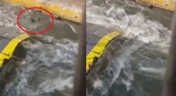 ΒΙΝΤΕΟ ΣΟΚ: Το πλήρωμα του πλοίου Blue Horizon έσπρωξε 36χρονο στη θάλασσα και πνίγηκε