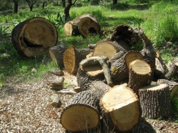 Σκοτώθηκε 49χρονη για να μην την πιάσουν οι δασοφύλακες