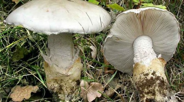 Δηλητηριώδη μανιτάρια σκότωσαν τη Ρωσίδα που είχε έρθει για διακοπές στην Κρήτη