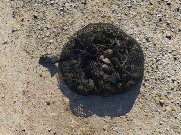 ΛΑΜΨΑΚΟΣ ΧΑΛΚΙΔΑΣ: Το Λιμεναρχείο κατάσχεσε και κατέστρεψε 6 κιλά κυδώνια (φωτό)