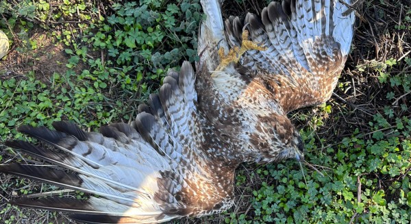 ΑΛΙΒΕΡΙ: Άγνωστος πυροβόλησε γεράκι και το σκότωσε