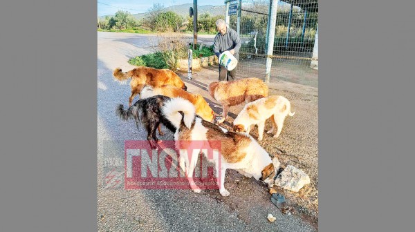 ΡΙΤΣΩΝΑ: Αυξάνονται τα αδέσποτα σκυλιά