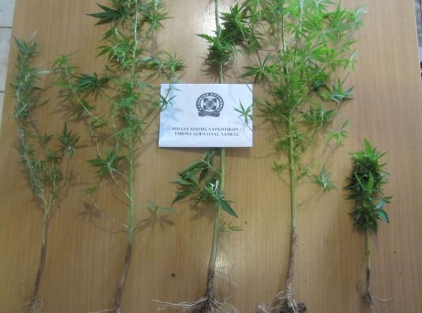 Καλλιεργούσε χασίς στην αυλή του σπιτιού του