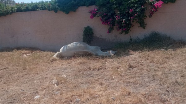 Άρρωστα μυαλά έδεσαν αλογάκι σε δέντρο και το άφησαν να πεθάνει από τη δίψα