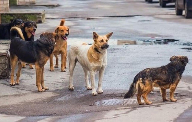 Αδέσποτα σκυλιά επιτέθηκαν και τραυμάτισαν γυναίκα