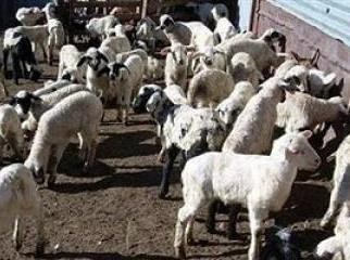 Σπείρα Αλβανών έκλεβε αρνιά, κατσίκια, γορούνια και κότες από μαντριά