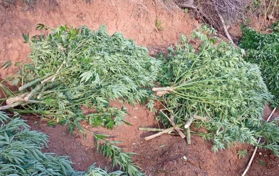 Μεγάλη χασισοφυτεία εντοπίστηκε σε αγροτοδασική έκταση του Δήμου Χαλκιδέων