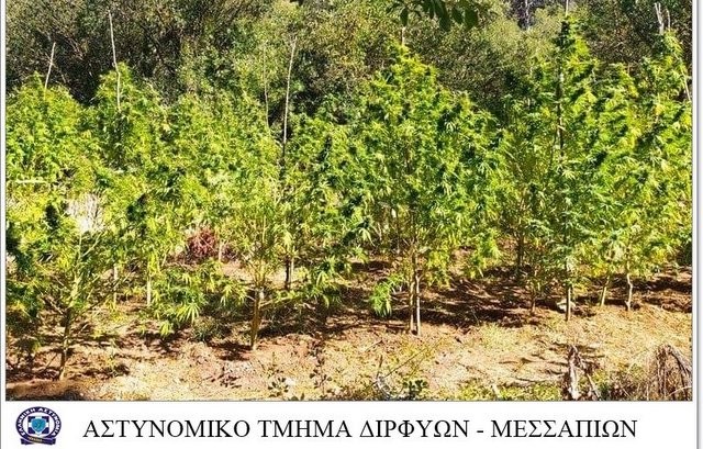 ΤΡΙΑΔΑ - ΦΥΤΕΙΑ ΧΑΣΙΣ: Συνελήφθη μία γυναίκα και αναζητούνται δύο άντρες για την καλλιέργεια των χασισόδενδρων (VIDEO)