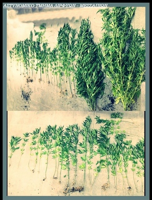 ΨΑΧΝΑ: Έλληνας καλλιεργούσε 35 δενδρύλλια χασίς στην αυλή του σπιτιού του (VIDEO)