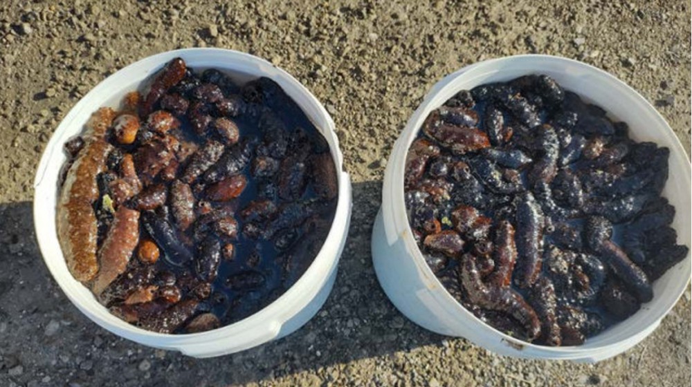 ΧΑΛΚΙΔΑ: Ερασιτέχνης ψαράς είχε αλιεύσει παράνομα 200 αγγούρια της θάλασσας