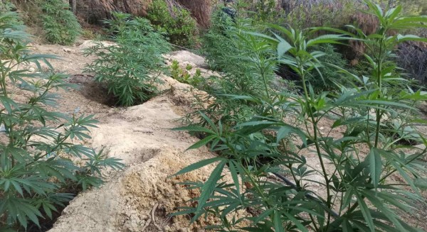 ΔΗΜΟΣ ΔΙΡΦΥΩΝ ΜΕΣΣΑΠΙΩΝ: Εντοπίστηκε χασισοφυτεία με 90 δενδρύλλια