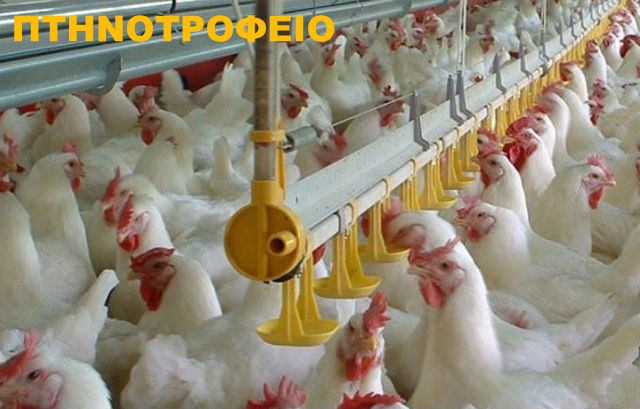 Σε απόγνωση οι πτηνοτρόφοι από την εξάπλωση του κορωνοϊού